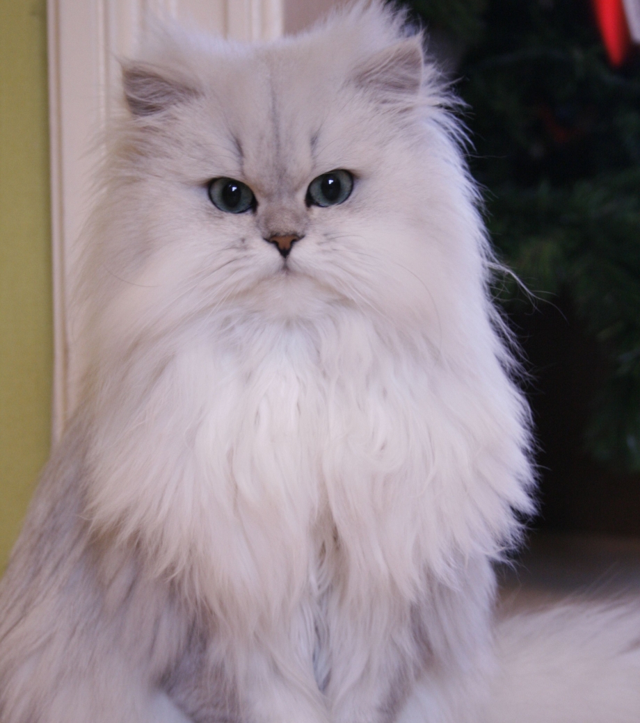 Персидская кошка