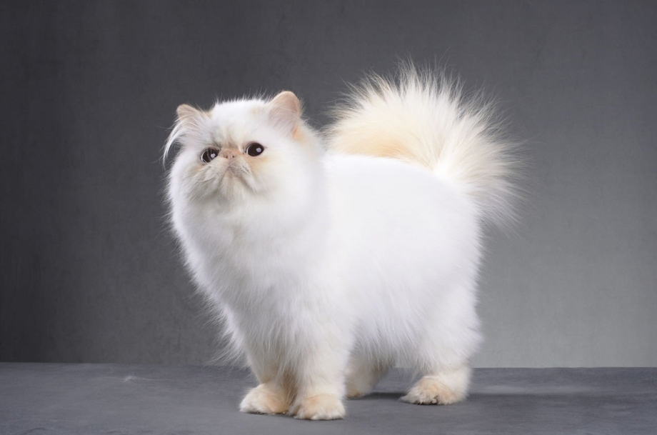 Персидская кошка белая