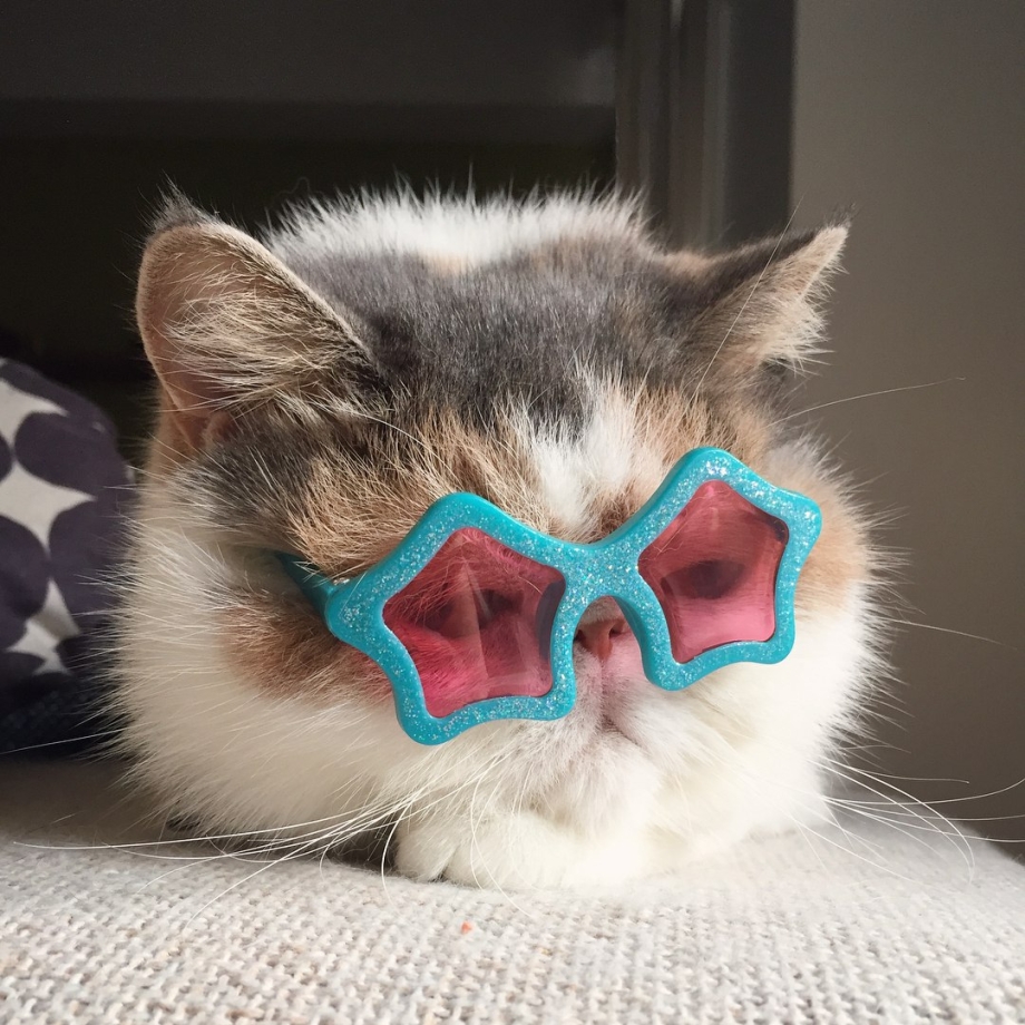 Модные котики в очках