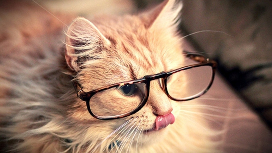Крутые коты