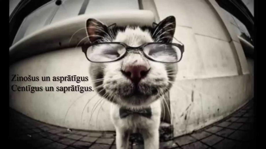 Смешной кот на аватарку
