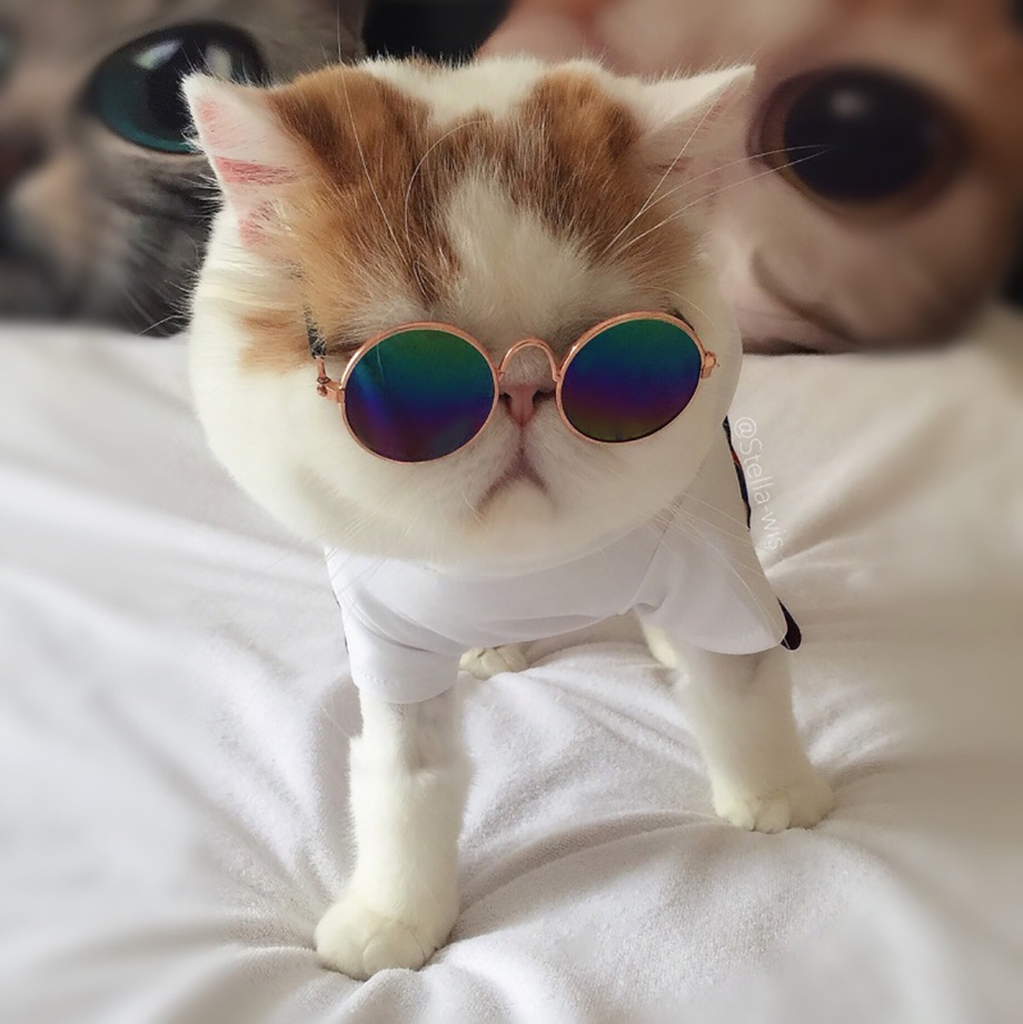 Котик в круглых очках