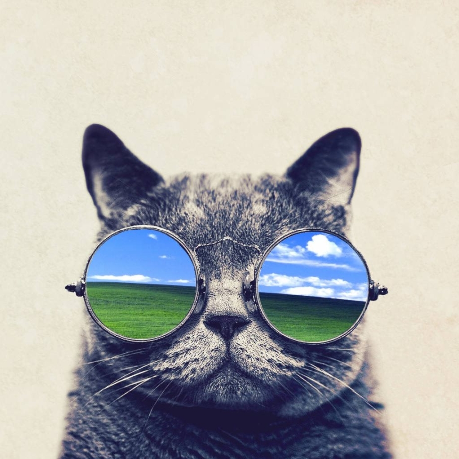 Кот в очках