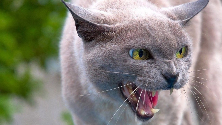 Шипящая кошка