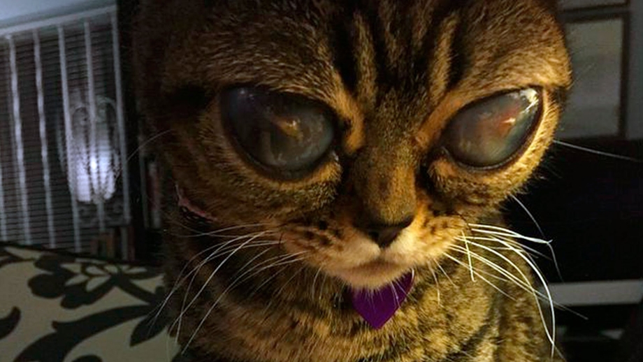 Коты инопланетяне
