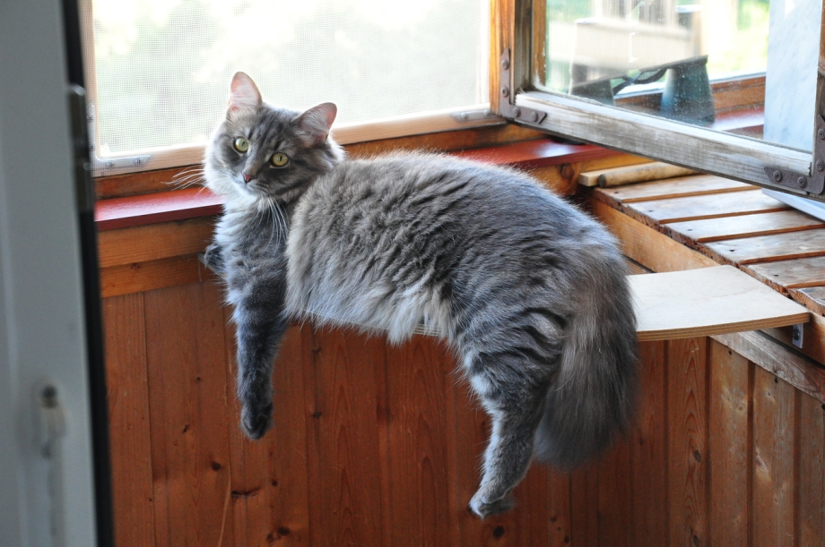 Кошка Венус