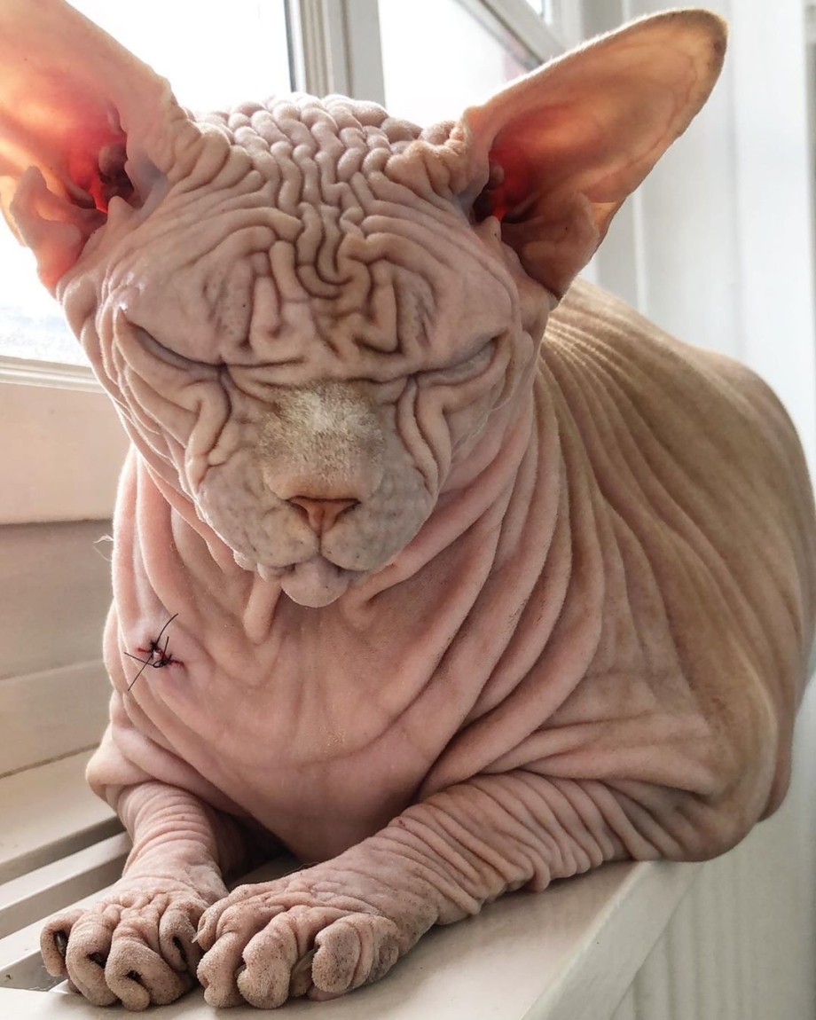 Сфинкс кошка морщинистая