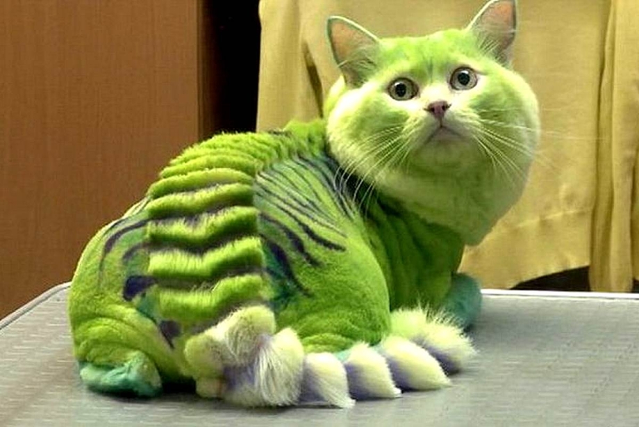 Зеленый кот
