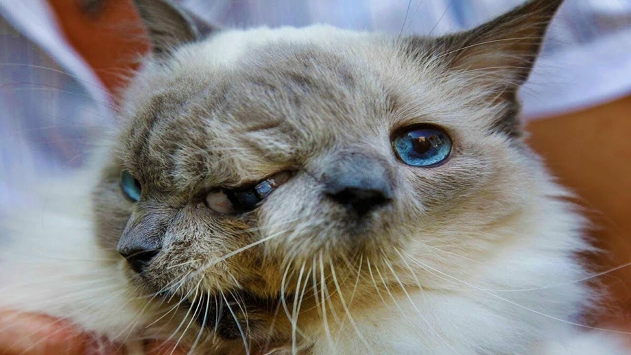 Кот Януса по имени Фрэнк и Луи