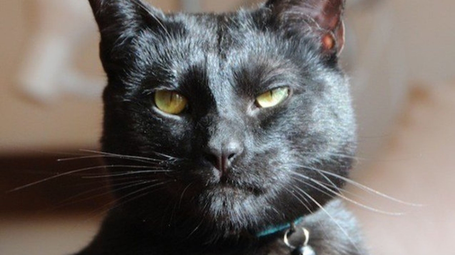 Вредная кошка
