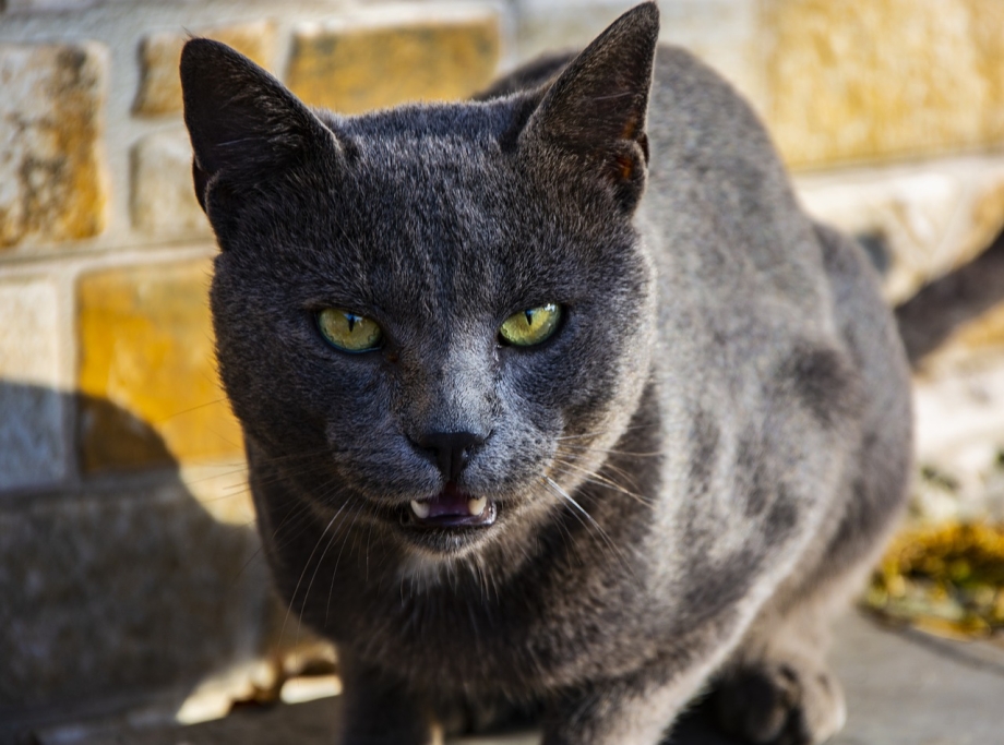 Dangerous Cat Breeds