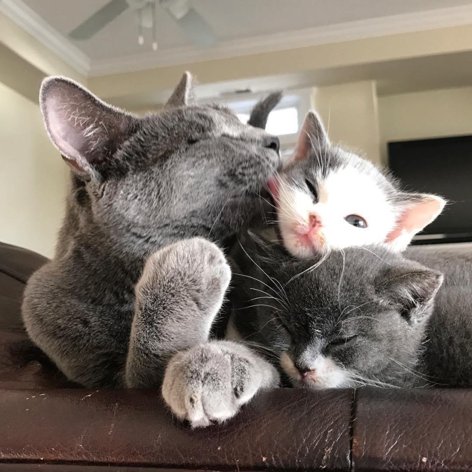 Кошачья семья