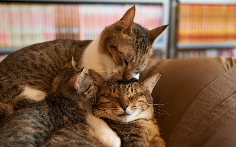 Кошка с котятами
