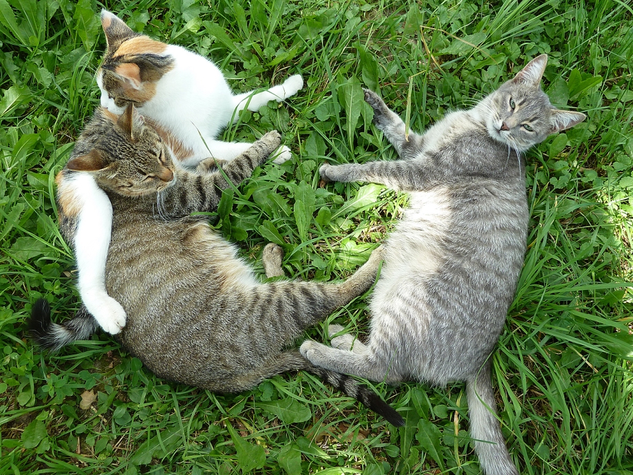 Семья с котом