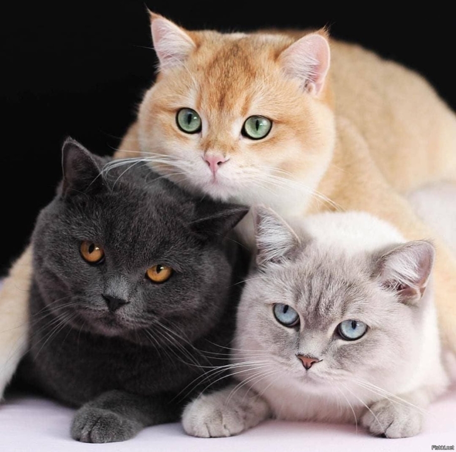 Семья кошек