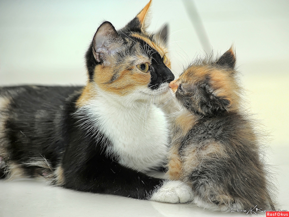 Мама кошка и котенок
