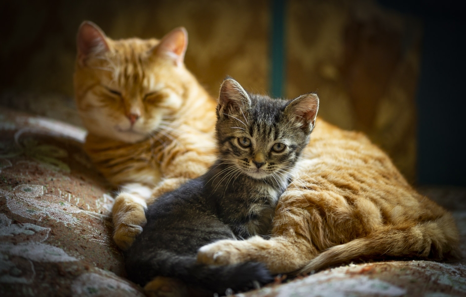 Много красивых котов