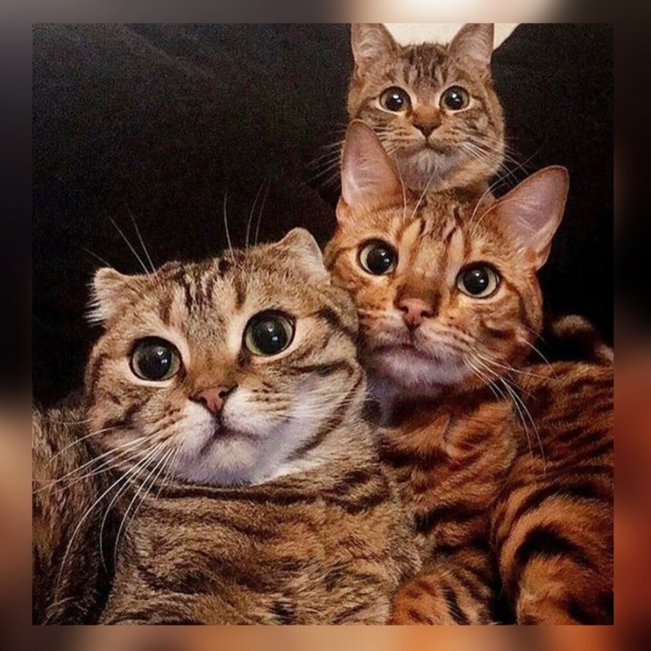 Семья котиков смешные