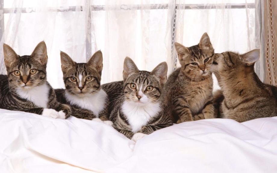 Семья с котом