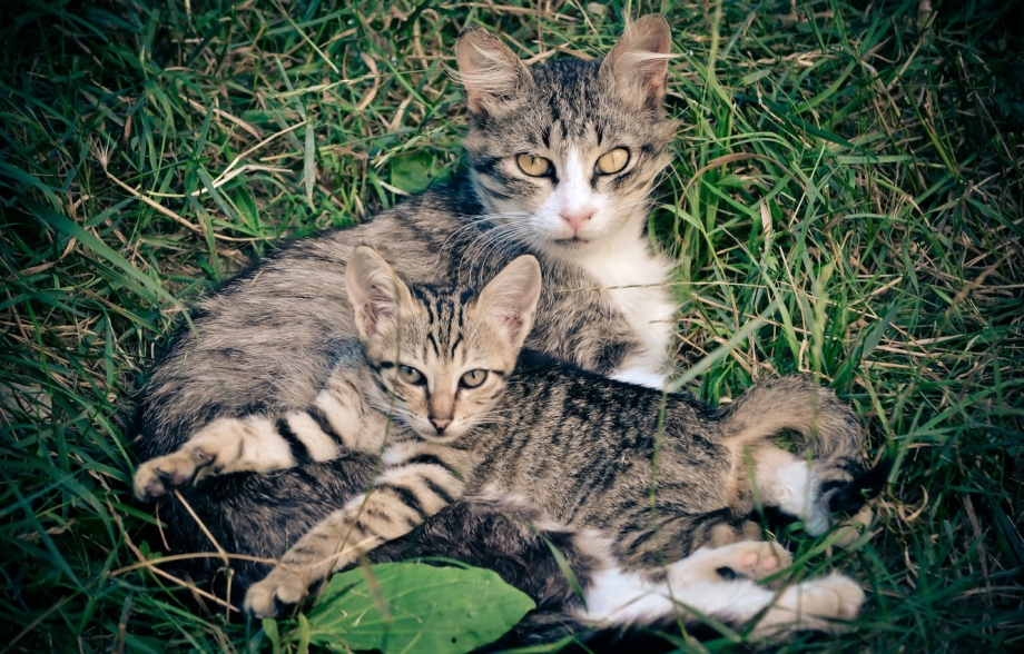 Кошачья семья