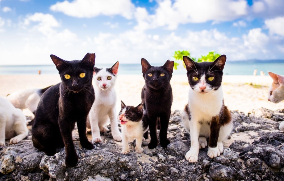 Котята с мамой и папой