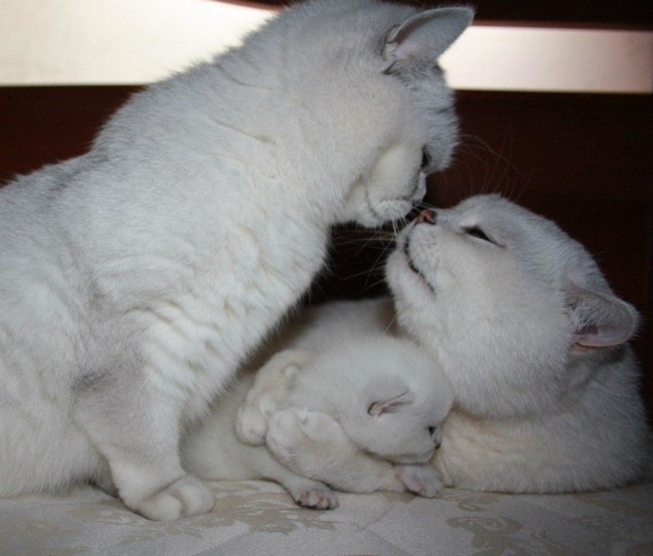 Семья котят