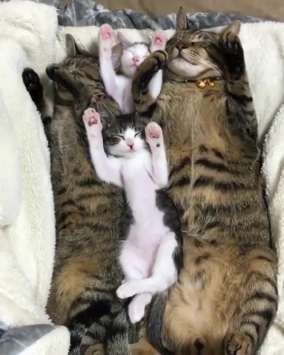 Кошачья семейка