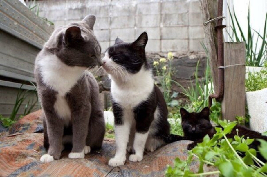 Котята с мамой и папой