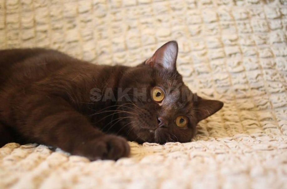 Темно коричневая кошка