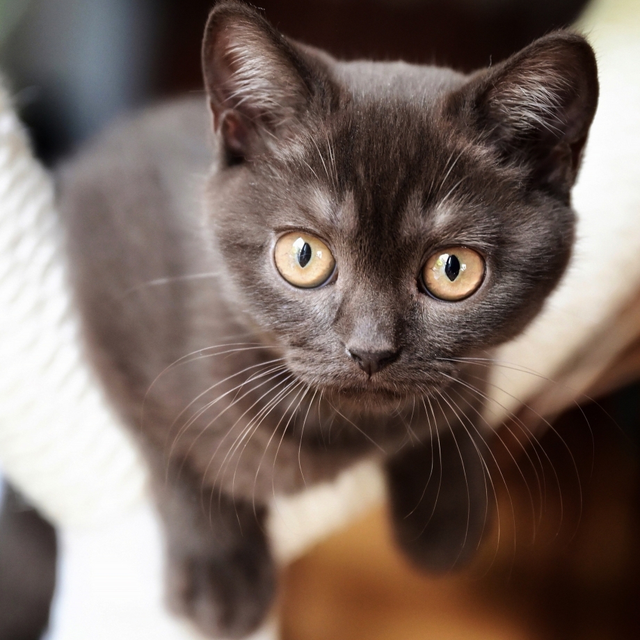 Британский кот с коричневыми глазами