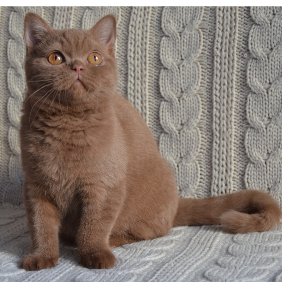 Шотландский скоттиш циннамон