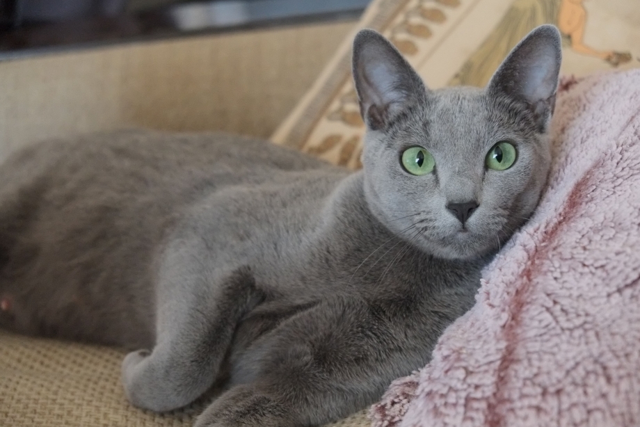 Котята даром