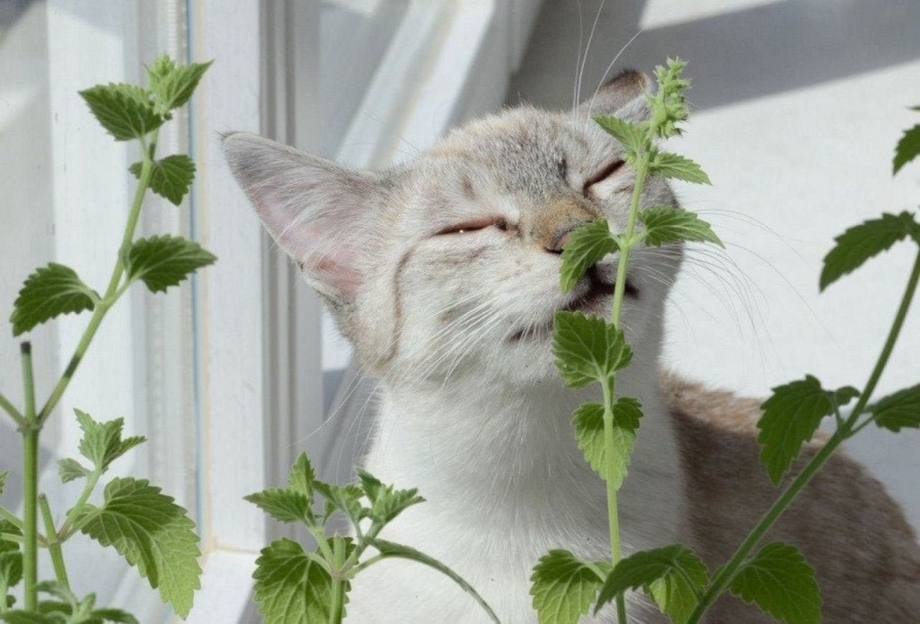 Кошка и Кошачья мята
