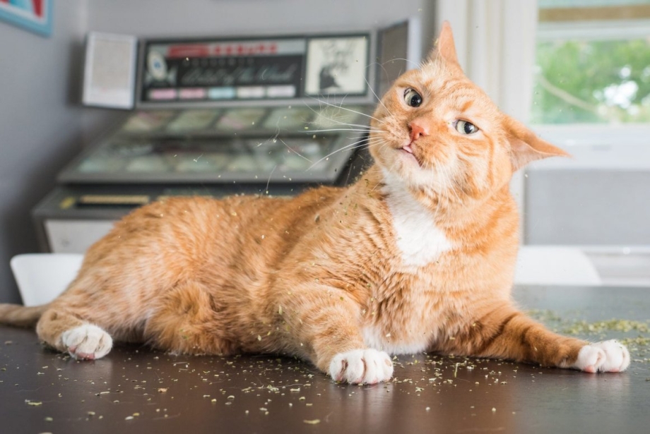 Коты смешные Кошачья мята