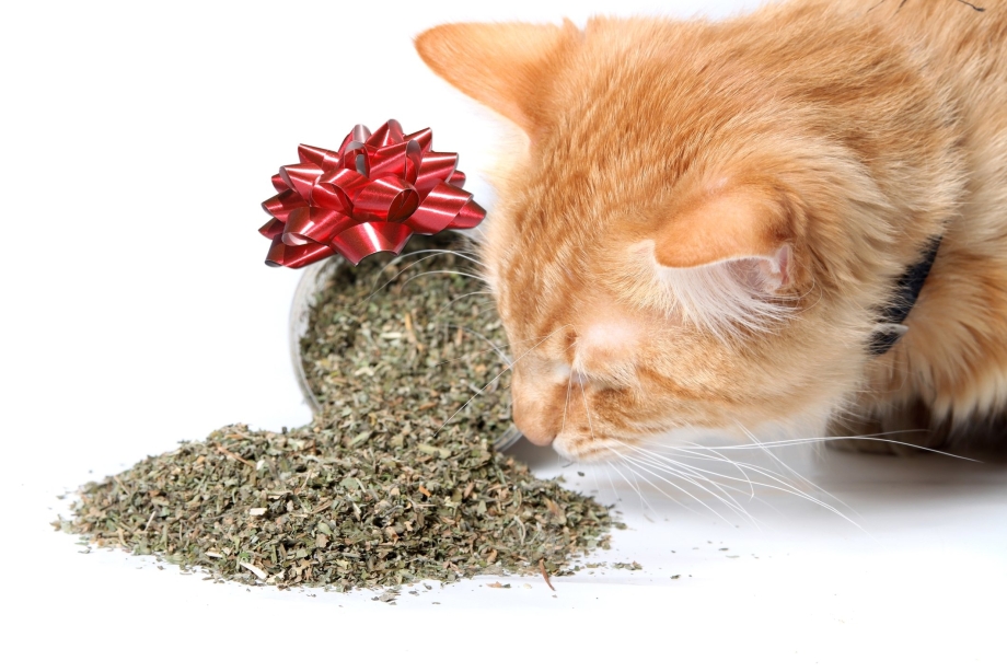 Catnip Кошачья мята