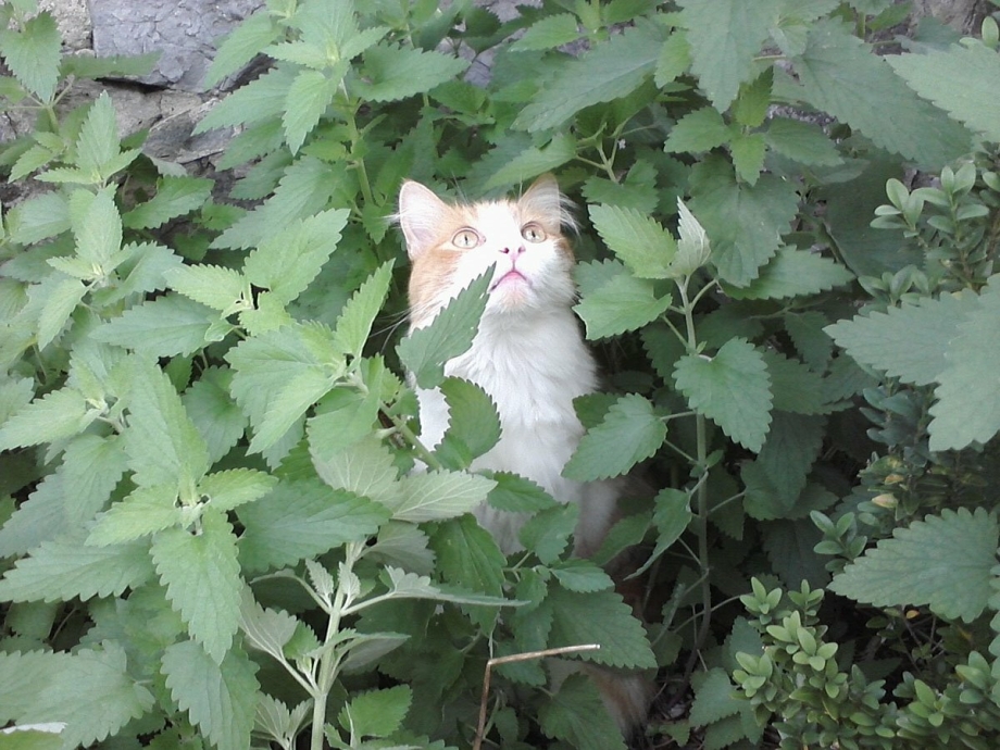 Котовник и коты
