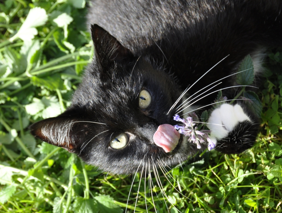 Catnip Кошачья мята