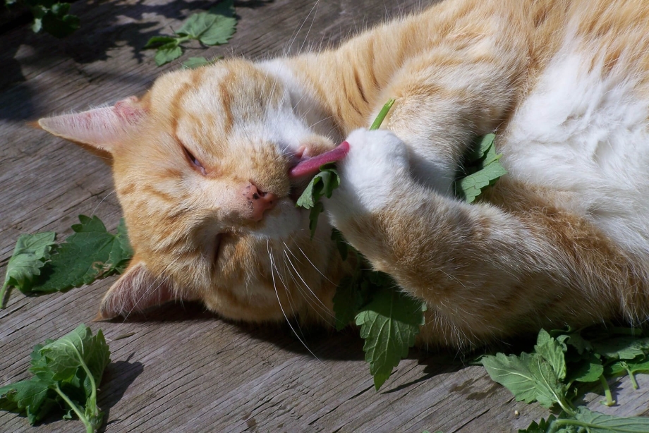 Кот с кошачьей мятой