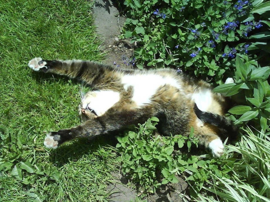 Кошачья мята
