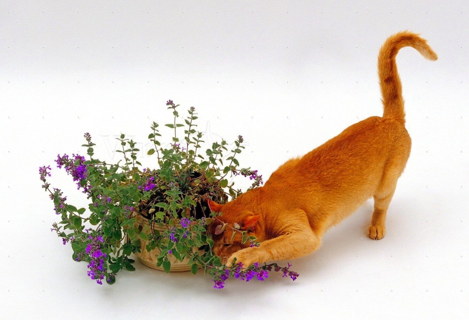 Шрек кот Кошачья мята