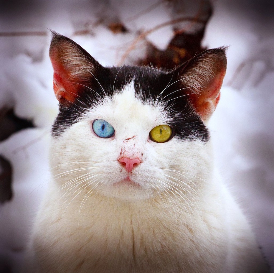 Гетерохромия коты