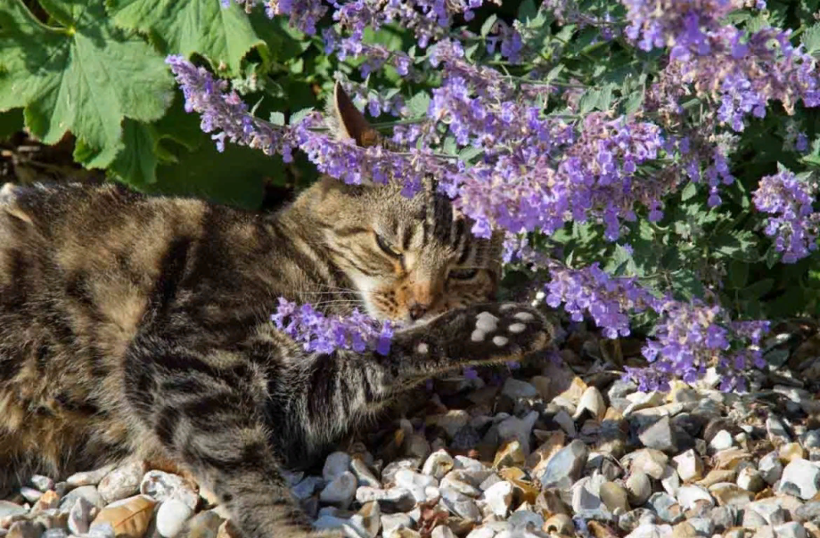 Трава котовник кошачий