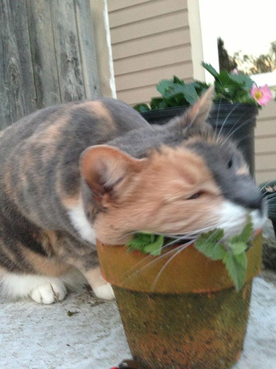 Кошачья мята и коты