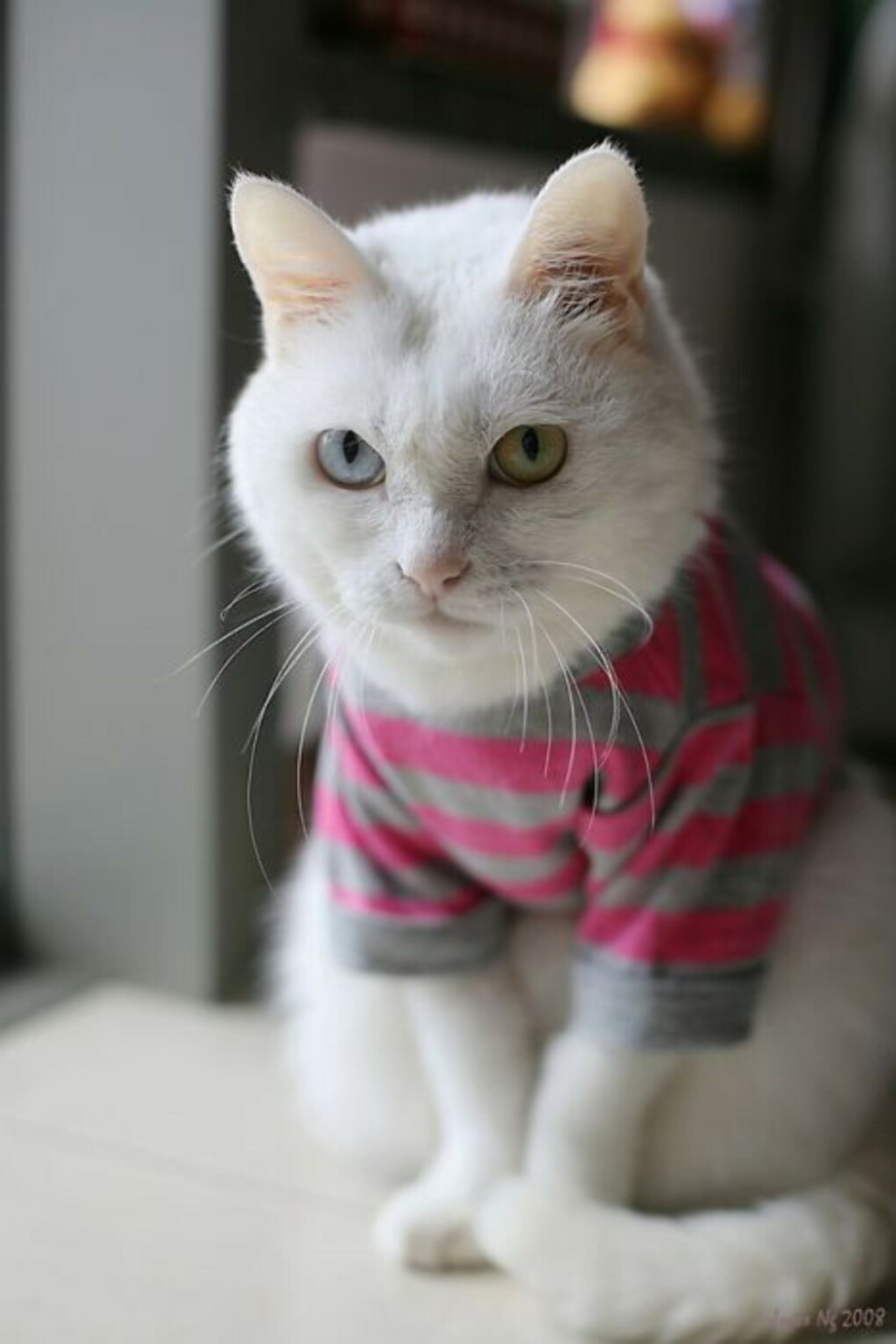 Гетерохромия коты