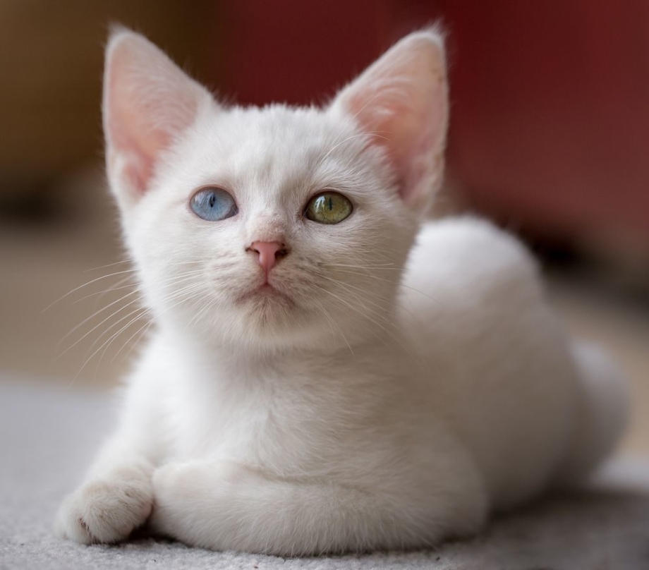 Анатолийская кошка белая