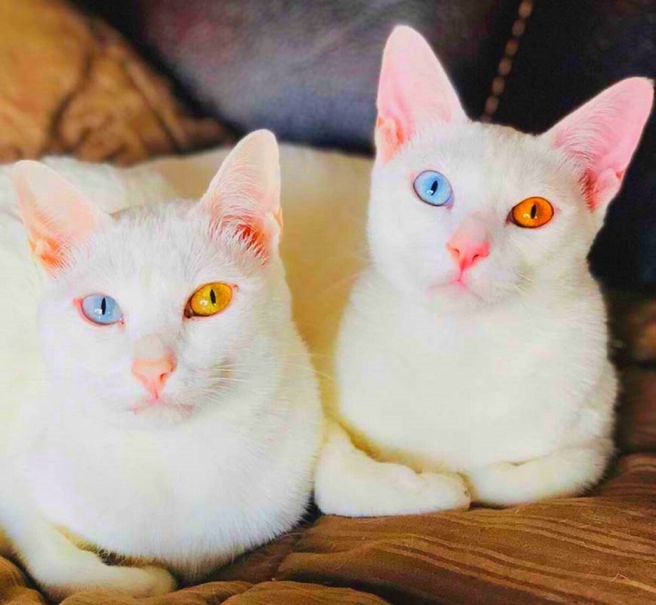 Кот породы као мани