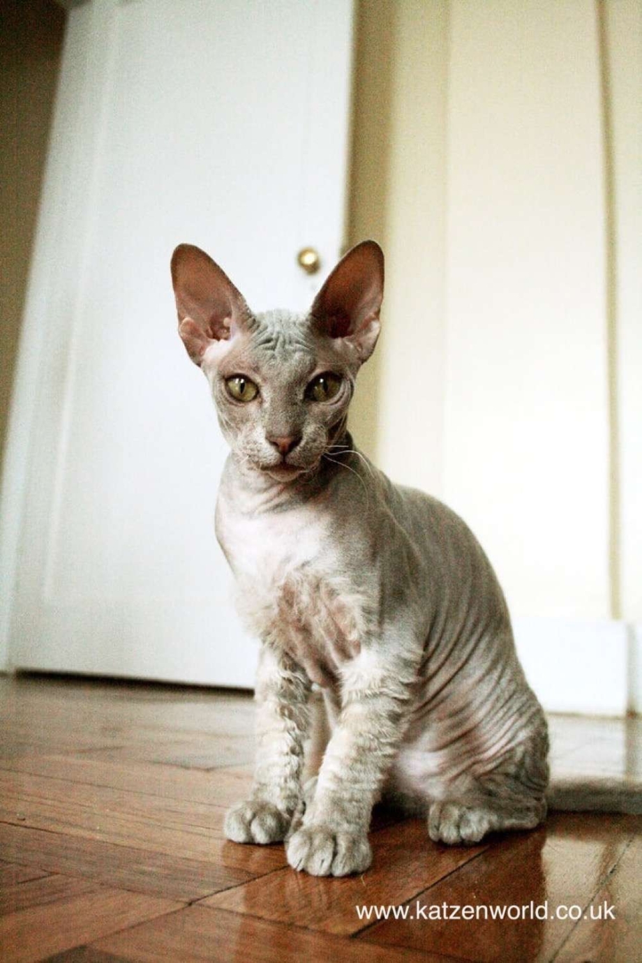 Петерболд кошка