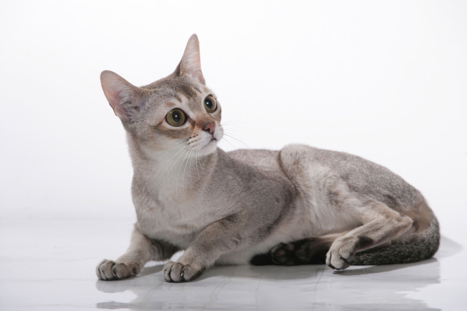 Котята породы Корниш-рекс