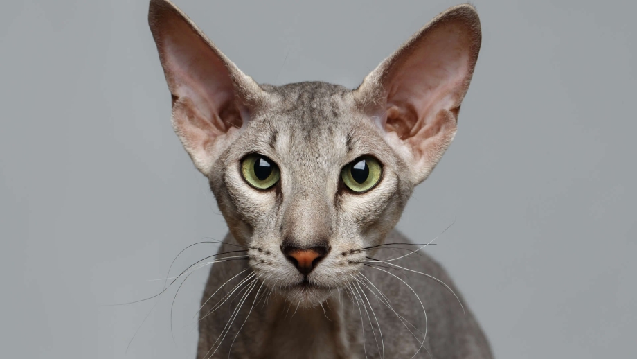 Корниш рекс