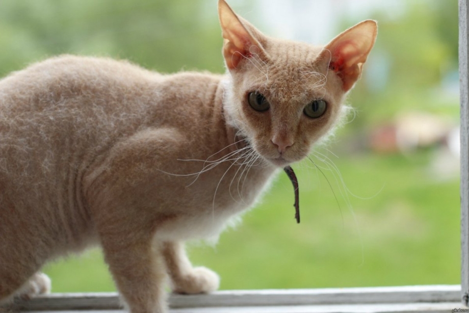 Корниш рекс кошка